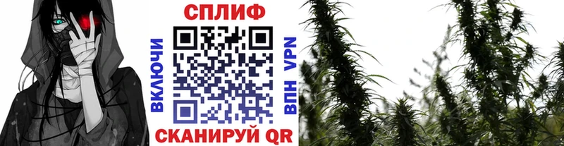Шишки марихуана семена  Кадников 